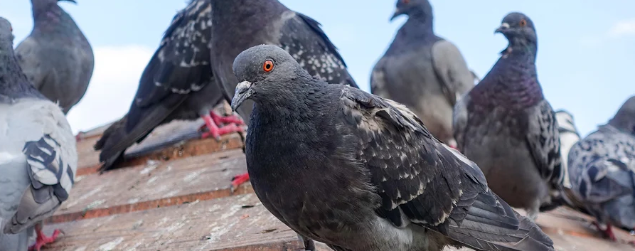Nettoyage de fientes de pigeons
